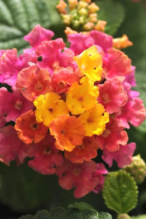 Little Lucky Hot Pink Lantana - 1 Gallon Pot 3 Little Lucky Hot Pink Lantana - 1 Gallon Pot