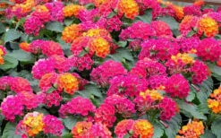 Little Lucky Hot Pink Lantana - 1 Gallon Pot 9 Little Lucky Hot Pink Lantana - 1 Gallon Pot -Plant Shop Lantana Little Lucky Hot Pink3