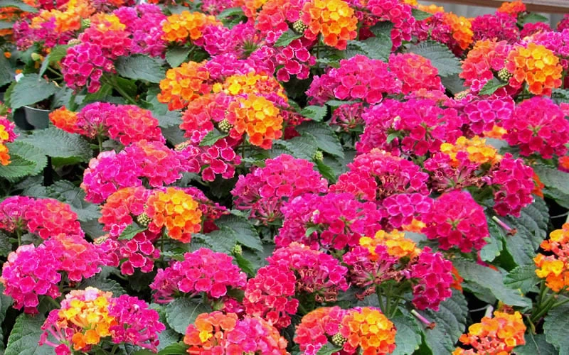 Little Lucky Hot Pink Lantana - 1 Gallon Pot 6 Little Lucky Hot Pink Lantana - 1 Gallon Pot - Image 4