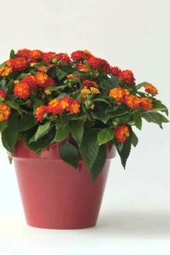 Little Lucky Red Lantana - 6 Inch Pot -Plant Shop Lantana Little Lucky Red 5