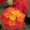 Little Lucky Red Lantana - 6 Inch Pot -Plant Shop Lantana Little Lucky Red 500x750 1