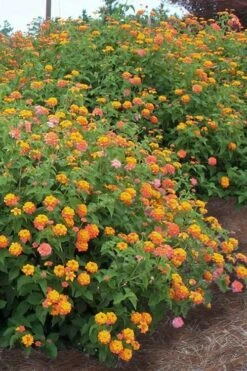 Miss Huff Hardy Lantana - 1 Gallon Pot -Plant Shop Lantana Miss Huff 14 1