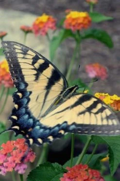 Miss Huff Hardy Lantana - 1 Gallon Pot -Plant Shop Lantana Miss Huff 16 1