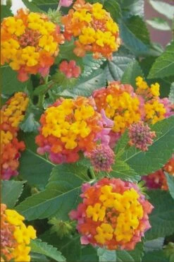 Miss Huff Hardy Lantana - 5 Pack Of Pint Pots -Plant Shop Lantana Miss Huff 50 1