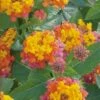 Miss Huff Hardy Lantana - 1 Gallon Pot -Plant Shop Lantana Miss Huff 50 2