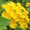 New Gold Hardy Lantana - 1 Gallon Pot -Plant Shop Lantana New Gold 13