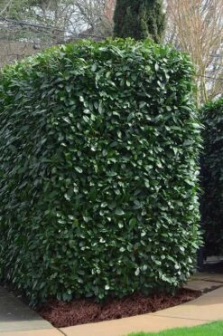 Schip Laurel (Prunus Laurocersasus 'Schipkaensis') - 6 Pack Of 1 Gallon Pots -Plant Shop Laurel Schip 2