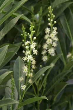 Schip Laurel (Prunus Laurocersasus 'Schipkaensis') - 6 Pack Of 1 Gallon Pots -Plant Shop Laurel Schip 3