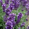 Hidcote Blue English Lavender - 6 Pack Of Pint Pots -Plant Shop Lavender Hidcote 2
