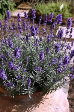 Hidcote Blue English Lavender - 6 Pack Of Pint Pots -Plant Shop Lavender Hidcote 3
