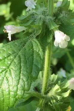 Lemon Balm Plant - 1 Gallon Pot -Plant Shop Lemon Balm Plant 1