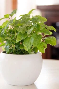 Lemon Balm Plant - 1 Gallon Pot -Plant Shop Lemon Balm Plant 2