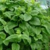 Lemon Balm Plant - 1 Gallon Pot -Plant Shop Lemon Balm Plant 3