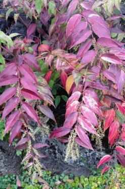 Rainbow Leucothoe (Drooping Fetterbush) - Leucothoe Fontanesiana - 5 Gallon Pot -Plant Shop Leucothoe Rainbow 1