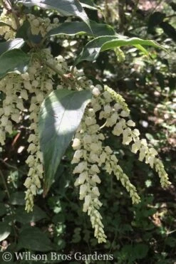 Rainbow Leucothoe (Drooping Fetterbush) - Leucothoe Fontanesiana - 5 Gallon Pot -Plant Shop Leucothoe Rainbow 3