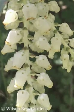 Rainbow Leucothoe (Drooping Fetterbush) - Leucothoe Fontanesiana - 5 Gallon Pot -Plant Shop Leucothoe Rainbow 5
