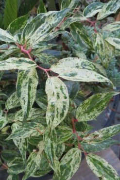Rainbow Leucothoe (Drooping Fetterbush) - Leucothoe Fontanesiana - 5 Gallon Pot -Plant Shop Leucothoe Rainbow 7