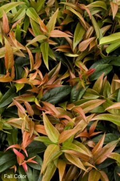 Scarletta Fetterbush - Leucothoe Fontanesiana 'Zeblid' - 3 Gallon Pot -Plant Shop Leucothoe Scarletta 2