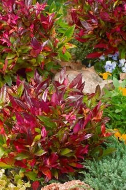 Scarletta Fetterbush - Leucothoe Fontanesiana 'Zeblid' - 3 Gallon Pot -Plant Shop Leucothoe Scarletta 4