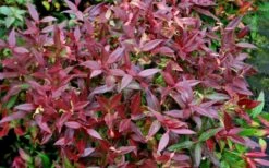 Scarletta Fetterbush - Leucothoe Fontanesiana 'Zeblid' - 3 Gallon Pot -Plant Shop Leucothoe Scarletta 5