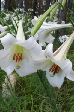Philippine Lily - 1 Quart Pot 13 Philippine Lily - 1 Quart Pot -Plant Shop Lilium Pilippinense 1