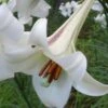 Philippine Lily - 1 Quart Pot -Plant Shop Lilium Pilippinense
