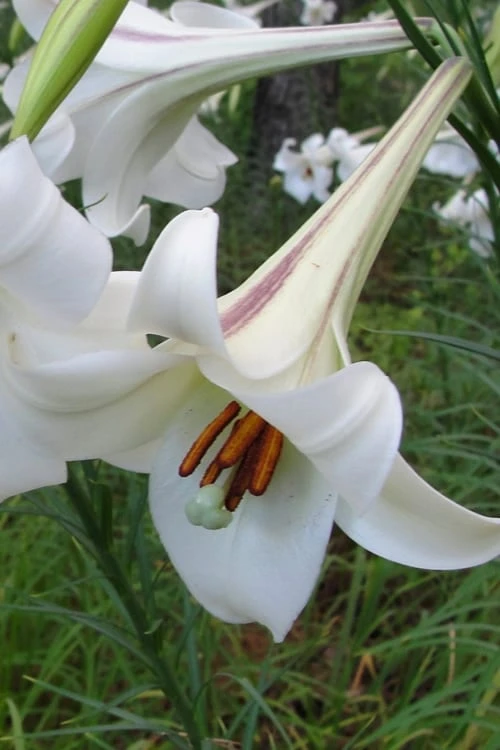 Philippine Lily - 1 Quart Pot 3 Philippine Lily - 1 Quart Pot