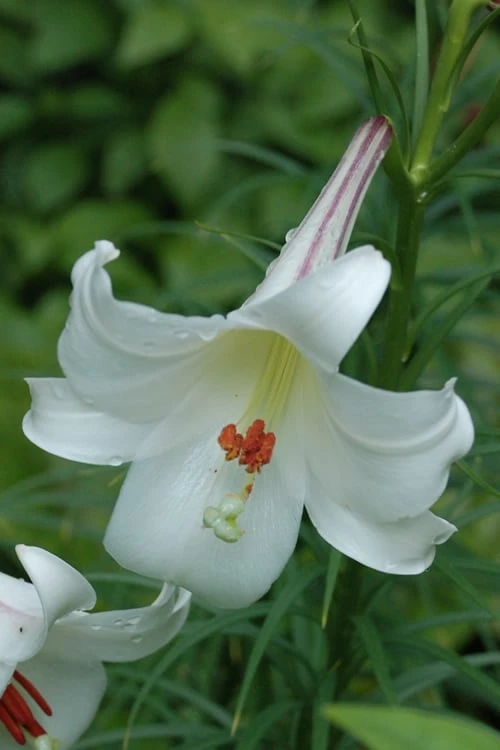 Philippine Lily - 1 Quart Pot 9 Philippine Lily - 1 Quart Pot - Image 7