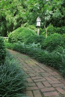 Emerald Goddess Liriope (Lilyturf) - 1 Gallon Pot 12 Emerald Goddess Liriope (Lilyturf) - 1 Gallon Pot -Plant Shop Liriope Emerald Goddess 2