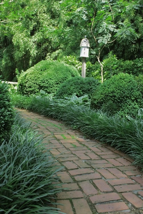 Emerald Goddess Liriope (Lilyturf) - 1 Gallon Pot 6 Emerald Goddess Liriope (Lilyturf) - 1 Gallon Pot - Image 4