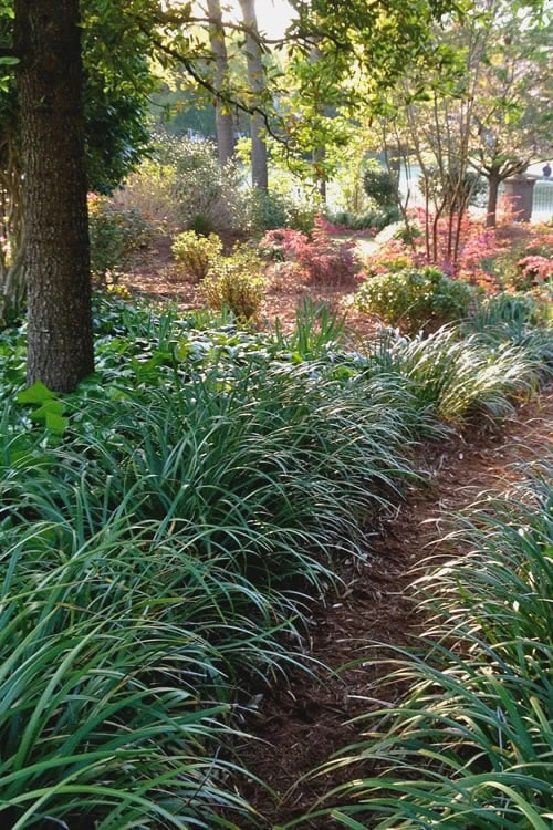 Emerald Goddess Liriope (Lilyturf) - 1 Gallon Pot 8 Emerald Goddess Liriope (Lilyturf) - 1 Gallon Pot - Image 6