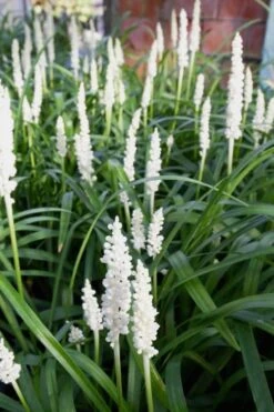 Monroe's White Liriope - Lilyturf - 10 Count Flat Of Pint Pots -Plant Shop Liriope Monroes White 500x750 1