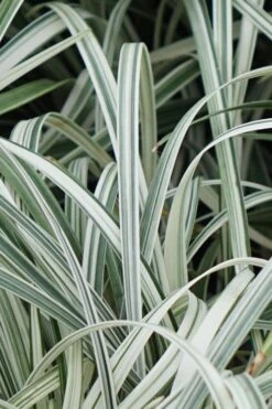 Silver Dragon Liriope - Lilyturf - 6 Pack Of Pint Pots -Plant Shop Liriope Silver Dragon 11
