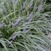 Silvery Sunproof Variegated Liriope - Lilyturf - 6 Pack Of 1 Gallon Pots -Plant Shop Liriope Silvery Sunproof 13