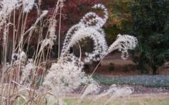 Little Zebra Grass - Miscanthus - 3 Gallon Pot 15 Little Zebra Grass - Miscanthus - 3 Gallon Pot -Plant Shop Little Zebra Grass 1