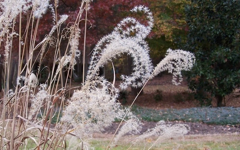 Little Zebra Grass - Miscanthus - 3 Gallon Pot 9 Little Zebra Grass - Miscanthus - 3 Gallon Pot - Image 7