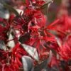 Little Moore Red Loropetalum (Chinese Fringeflower) - 3 Gallon Pot -Plant Shop Loropetalum Ever Red 10