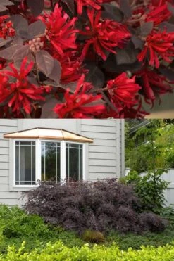 Little Moore Red Loropetalum (Chinese Fringeflower) - 3 Gallon Pot 12 Little Moore Red Loropetalum (Chinese Fringeflower) - 3 Gallon Pot -Plant Shop Loropetalum Ever Red 2 500x750 2