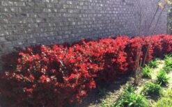 Ever Red Loropetalum (Chinese Fringeflower) - 2 Gallon Pot -Plant Shop Loropetalum Ever Red Hedge