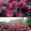 Plum Delight Loropetalum - Chinese Fringeflower - 3 Gallon Pot -Plant Shop Loropetalum Plum Delight Rev 500x750 1