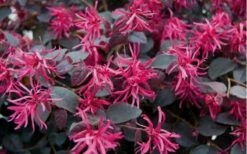 Plum Delight Loropetalum - Chinese Fringeflower - 3 Gallon Pot -Plant Shop Loropetalum Plum Flowers