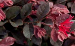 Purple Daydream Dwarf Loropetalum - 3 Gallon Pot -Plant Shop Loropetalum Purple Daydream 2