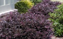 Purple Daydream Dwarf Loropetalum - 3 Gallon Pot -Plant Shop Loropetalum Purple Daydream 20