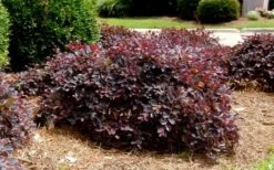 Purple Daydream Dwarf Loropetalum - 3 Gallon Pot -Plant Shop Loropetalum Purple Daydream 4
