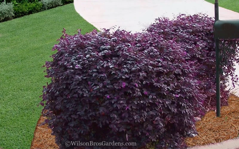 Purple Diamond Loropetalum - 2.5 Quart Pot 6 Purple Diamond Loropetalum - 2.5 Quart Pot - Image 4