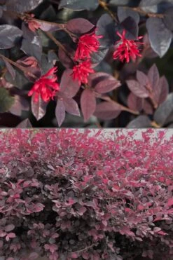 Red Diamond Loropetalum - 7 Gallon Pot -Plant Shop Loropetalum Red Diamond 500x750 1