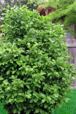 Jane Magnolia Tulip Tree - 7 Gallon Pot (3-4') -Plant Shop Magnolia Ann 111 3