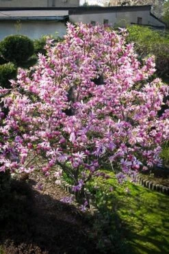 Betty Magnolia Tulip Tree - 3 Gallon Pot 14 Betty Magnolia Tulip Tree - 3 Gallon Pot -Plant Shop Magnolia Betty 7 1