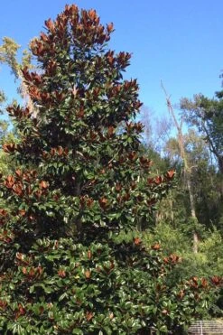 Brackens Brown Beauty Magnolia - 7 Gallon Pot (4-5') -Plant Shop Magnolia Bracken Brown Beauty 500x750 5