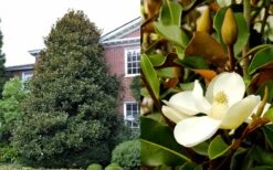 Brackens Brown Beauty Magnolia - 7 Gallon Pot (3-4') -Plant Shop Magnolia Brackens Brown Beauty 1 2